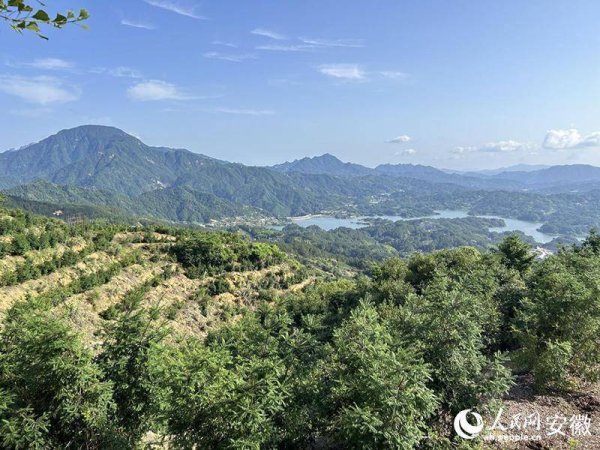 奇点财富 安徽向前｜安庆：种下“摇钱树” 拓宽振兴路